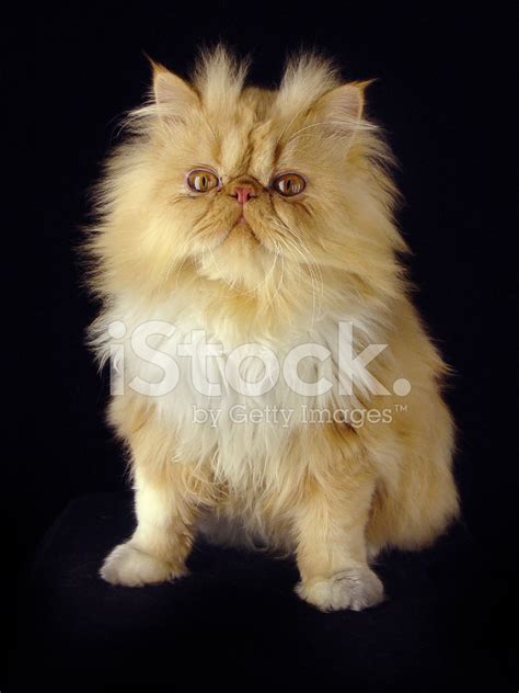 Ginger Persian Male Cat Photo Stock Photo | Royalty-Free | FreeImages