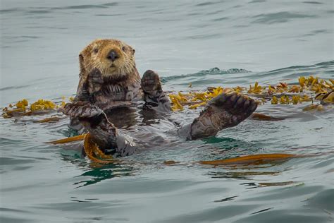 Sea otters help fight climate change