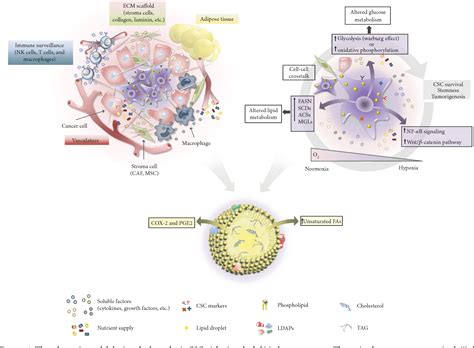 Figure 4 from An Overview of Lipid Droplets in Cancer and Cancer Stem ...