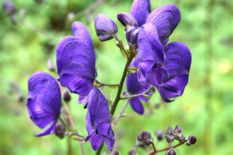 Aconitum napellus – Ballyrobert Gardens