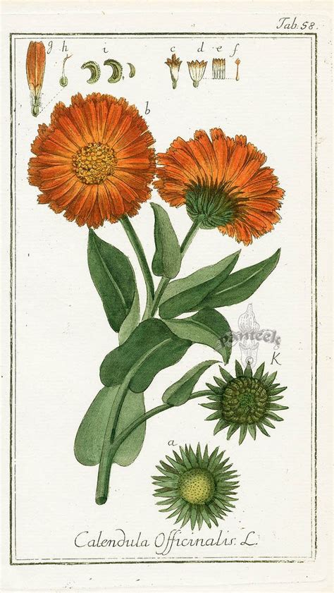 Gallery For > Calendula Flower Tattoo | Botanical drawings, Botanical prints, Botanical illustration