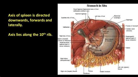 anatomy of spleen