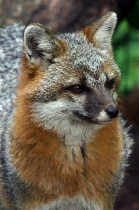 Grey fox | Most beautiful animals, Grey fox, Wild dogs