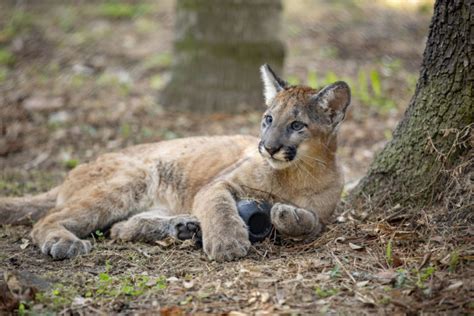 ZooTampa - Florida Panther Cubs Debut - 003 - Touring Central Florida