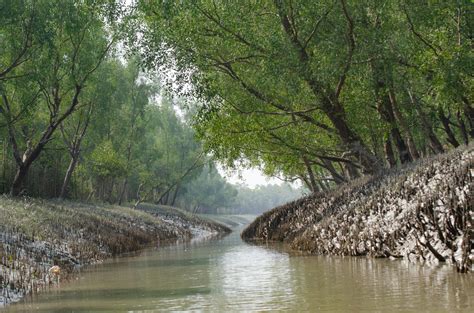 Visit Sundarbans Mangrove Forest -largest mangrove forests now