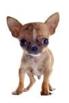 Brown Chihuahua Names Your Male Or Female Will Love