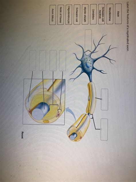 Solved Label the features of a myelinated axon. Axon | Chegg.com