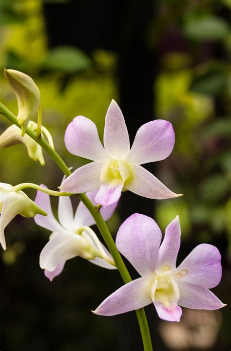 Gambar Anggrek Dendrobium Phalaenopsis - GAMBAR BUNGA