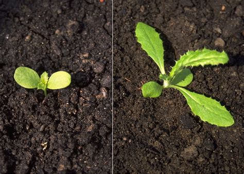 Canada thistle | Cornell Weed Identification