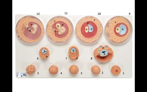 fetal development Diagram | Quizlet