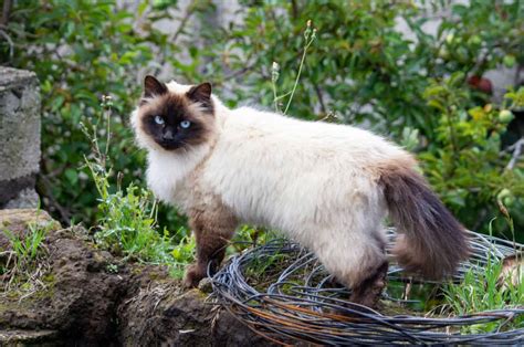 Top 12 Himalayan Cat Breeders: What To Look For