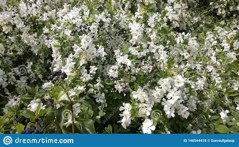 Quince flowers from Japan stock photo. Image of plant - 146544418