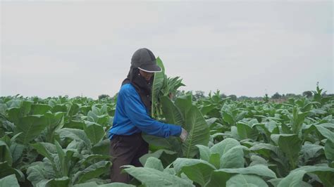 Female farmer harvesting tobacco leaves 36472210 Stock Video at Vecteezy