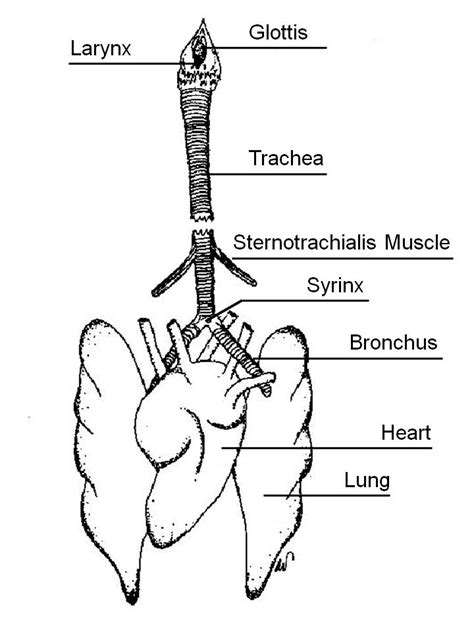 Animal Science Chicken Dissection: Respiratory System