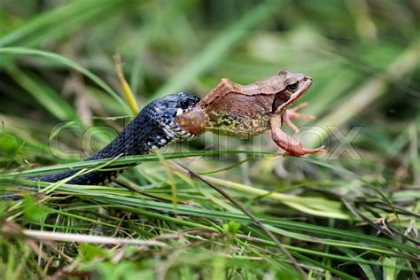 Black Snake eating big frog | Stock image | Colourbox