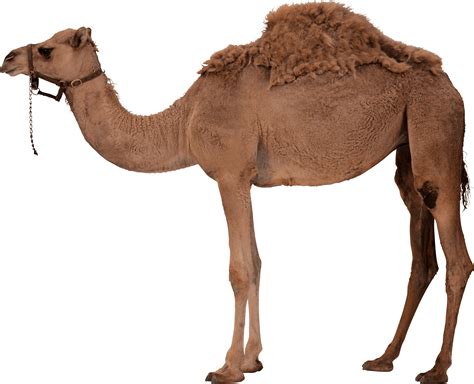 Camel Png Image Transparent HQ PNG Download | FreePNGImg