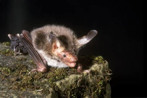 UK Bats - Types of bats - Bat Conservation Trust