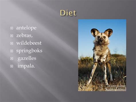 PPT - African wild dog PowerPoint Presentation - ID:2224981