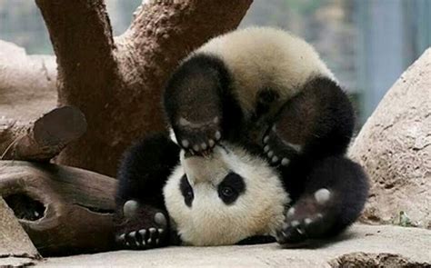 Pin by Gnes on Bestioles | Baby panda bears, Panda bear, Baby animals