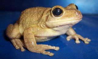 Invasive Species Spotlight: Cuban Treefrog - Field School