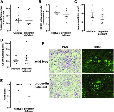 Histological and functional readouts of anti-MPO vasculitis in... | Download Scientific Diagram