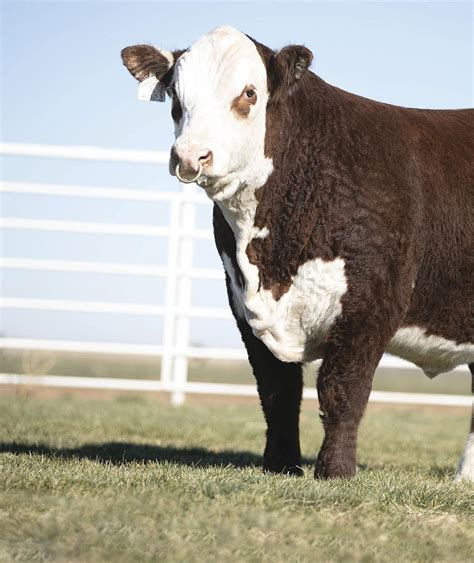 2023 Barber Ranch & GKB Cattle Spring Bull Sale by BarberRanch - Issuu