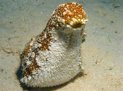 Sea Cucumber Bizarre Ocean Animals