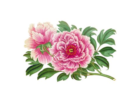 Vintage Pfingstrose Blume Clipart Kostenloses Stock Bild - Public Domain Pictures