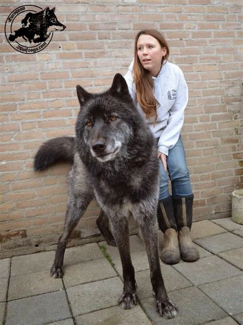 Beautiful, Wolf hybrid dogs and Wolf dogs on Pinterest