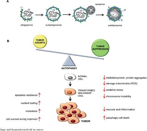 Figure 1 from The role of autophagy in cancer - characterization of crosstalk between apoptosis ...