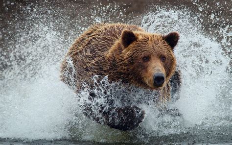 Grizzly Bear Wallpaper Desktop Background - WallpaperSafari