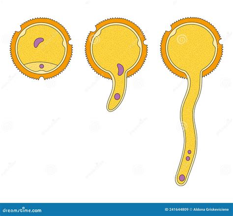 Germination of Pollen Grain. Plant Germ Development Stock Illustration ...