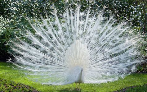 White Peacock Wallpapers - Wallpaper Cave