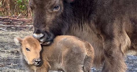 Wild bison calf born in UK for first time in 6,000 years - Hull Live