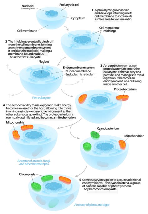 7.8: The Endosymbiotic Theory - Biology LibreTexts