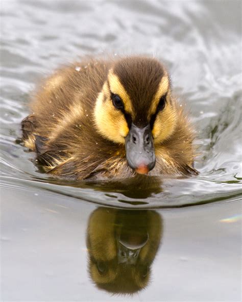 Free photo: Baby Mallard Duck - Adorable, Furry, Wing - Free Download ...