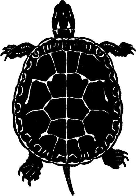 Public Domain Turtle Image - Silhouette! - The Graphics Fairy