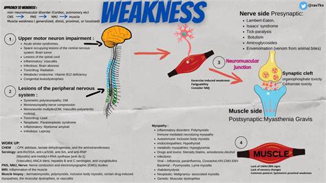 Upper Motor Neuron Disease Diffeial Diagnosis - Infoupdate.org