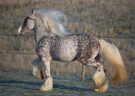 Draft Mare — Silver Dapple Gypsy Vanner. They seriously have...