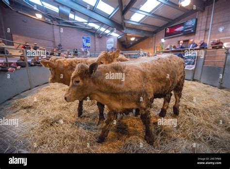 Cattle being auctioned at Carmarthen livestock market Stock Photo - Alamy