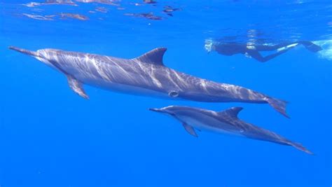 Dolphin Snorkel Tour Best Dolphin Snorkel Tours Hawaii - Best Manta Ray ...