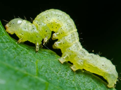 Dan Simon Macrophotography — Inchworm!