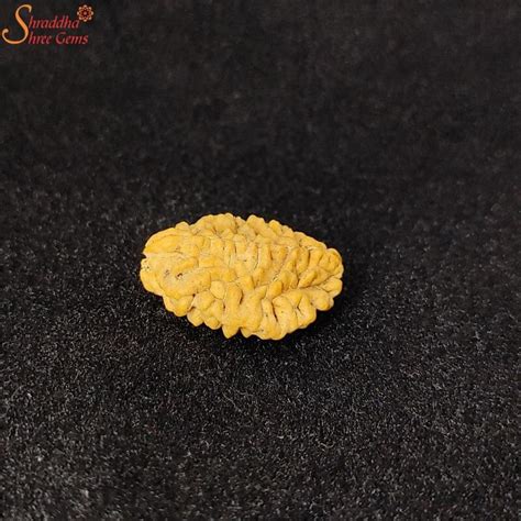 15 MM 2 Mukhi Rudraksha - Shraddha Shree Gems