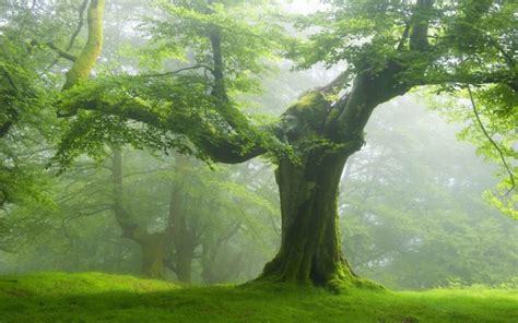 forest, Trees, Nature, Landscape, Tree Wallpapers HD / Desktop and ...