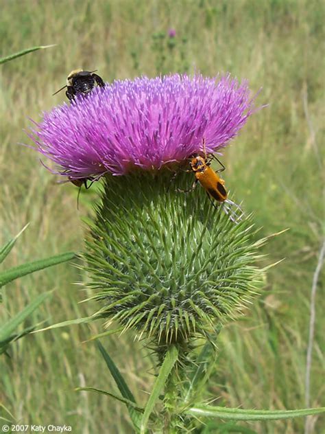 Cirsium vulgare (Bull Thistle): Minnesota Wildflowers