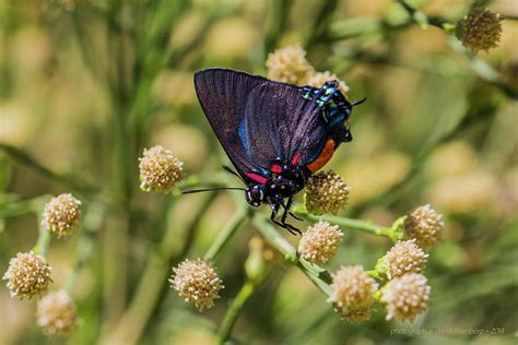 Great Purple Hairstreak Butterfly Photograph by David Eisenberg - Fine Art America