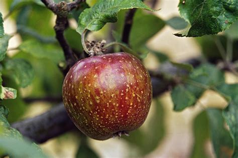 Can You Grow Apples From Seeds?