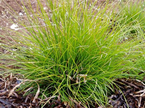 Pin by Missy Kitchell on plant, grow, garden in 2020 | Ornamental grasses, Landscaping plants ...