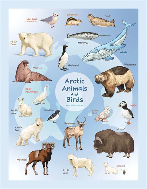 Arctic Animals and Birds - Smore Science Magazine
