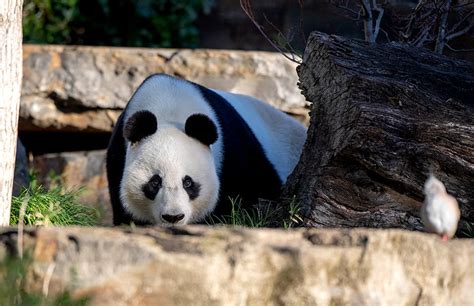 Giant Panda breeding update from Bamboo Forest - Adelaide Zoo